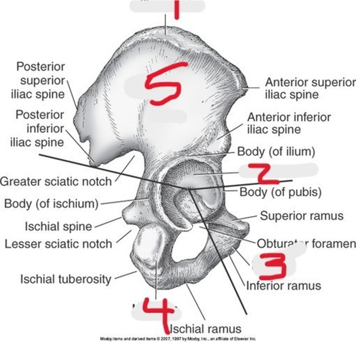 <p>Name all numbered structures</p>
