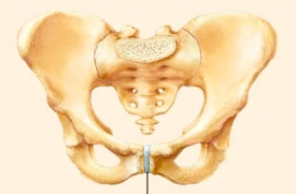 <p>name the specific type of cartilaginous joint</p>