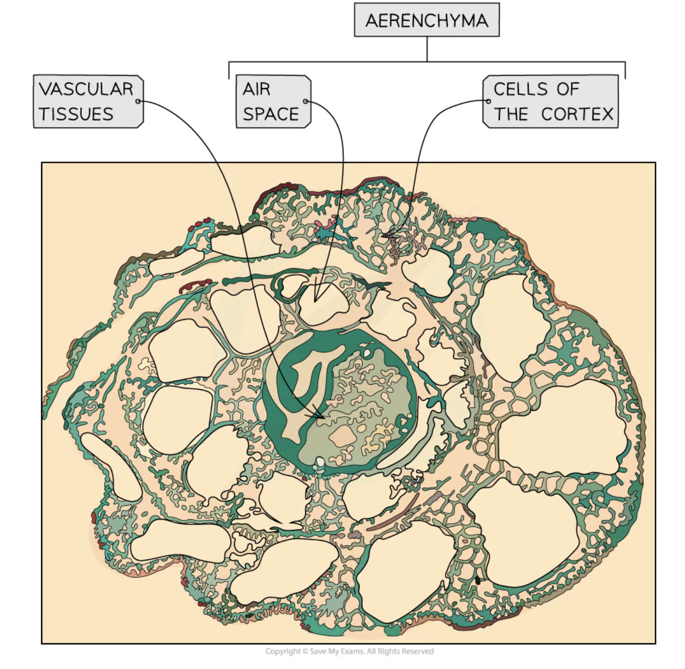 <p>a <strong>specialized plant tissue found in rice plants’ leaves</strong> that <strong>contains useful air spaces</strong> for <strong>oxygen/CO<sub>2</sub> diffusion across other plant parts</strong> making<strong> these gases readily available as held even when the plants are underwater</strong></p>