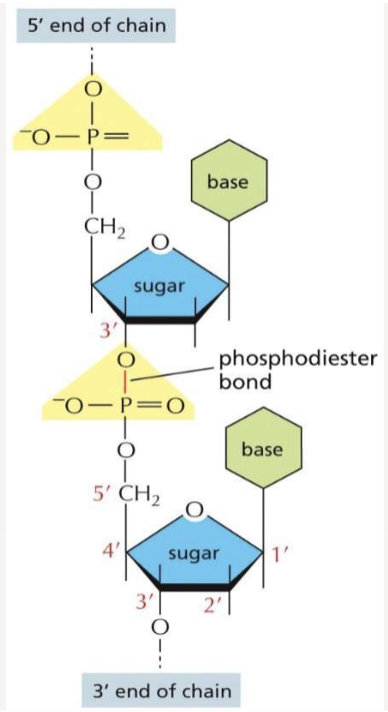 <p>held together by <strong>phosphodiester bonds</strong> that link 5’ of one sugar to the 3’ end of the next; bonded covalently; two polynucleotide chains are held together by hydrogen bonds and run antiparallel</p>