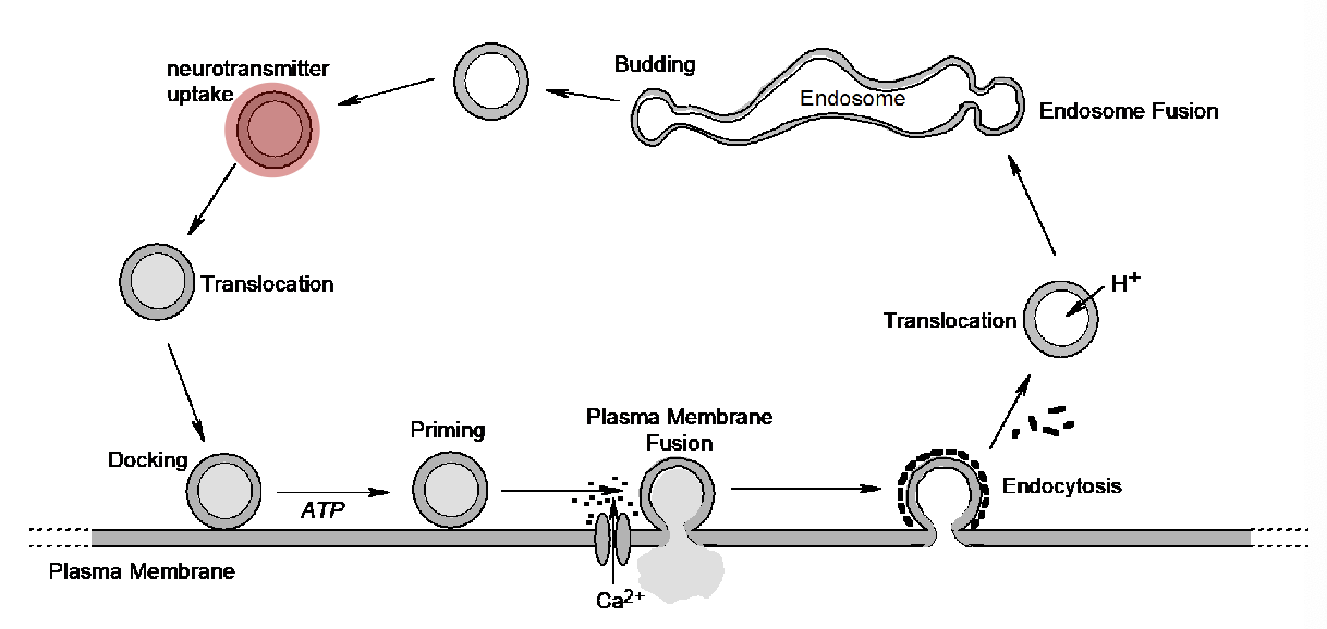 <p>each synaptic vesicle is filled with</p>