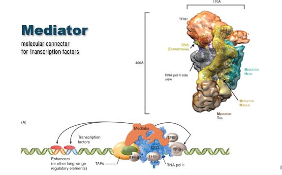 <p>protein complex needed for assembly of the pre-initiation complex (RNAP II and GTFs) and successful initiation</p><ul><li><p>allows for fine-tuning and cooperation of proteins (Remodeling of local region of transcription) → does this through activator domains contacting different mediator components</p></li></ul><p>function is to coordinate a combination of activators/elements and can do conformational changes of the complex → changes rate of RNAP II initiation (engages more quickly or more slowly)</p><p>helps RNAP II coordinate the signals it’s getting from all the TFs</p>