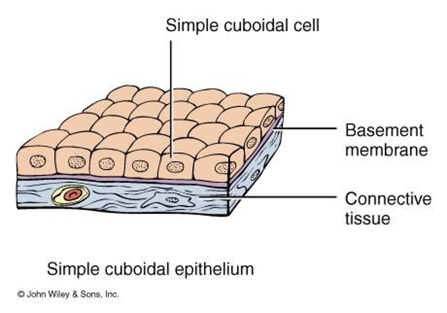 <p>Lines tubes of the kidney and is involved in absorption or secretion.</p>