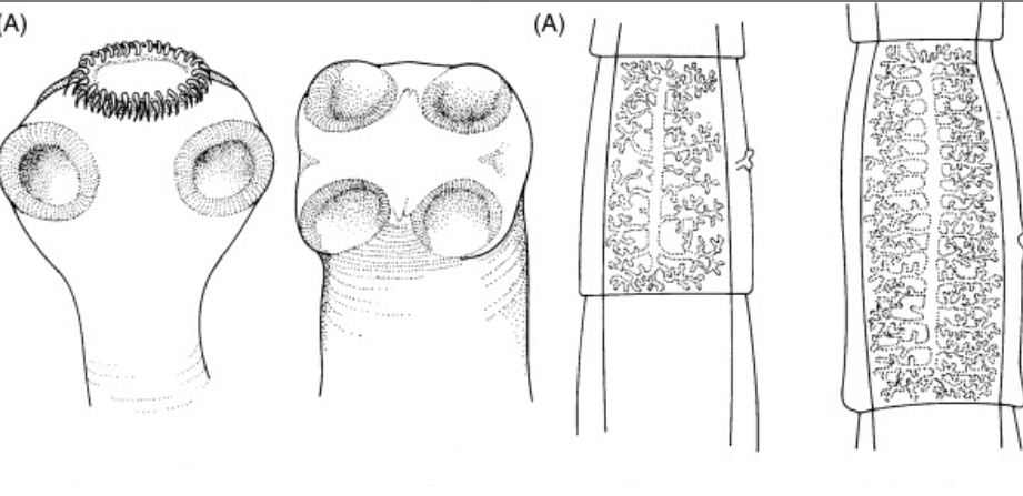 <p>Identify the two different species. </p>