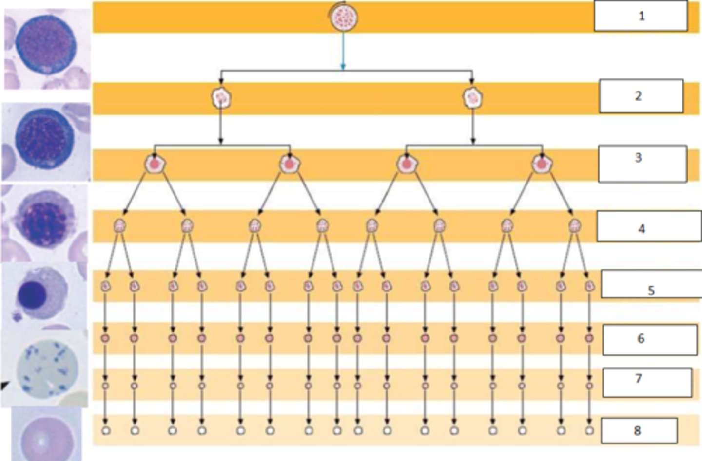 <p>Name the steps of erythropoiesis</p>