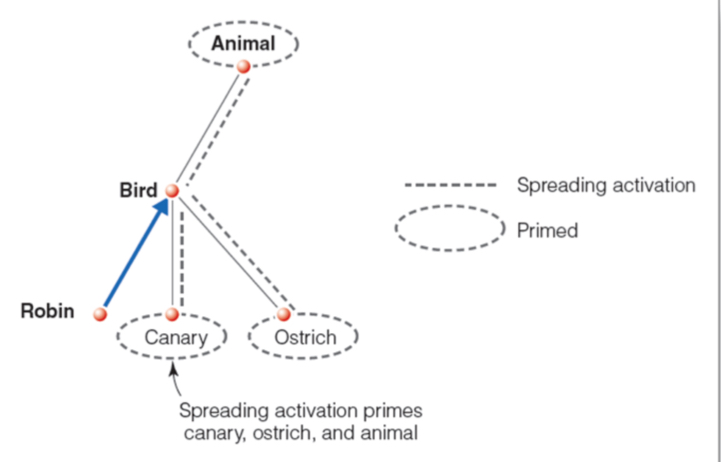 <p>Activating' a node spreads to all connected concepts.</p>
