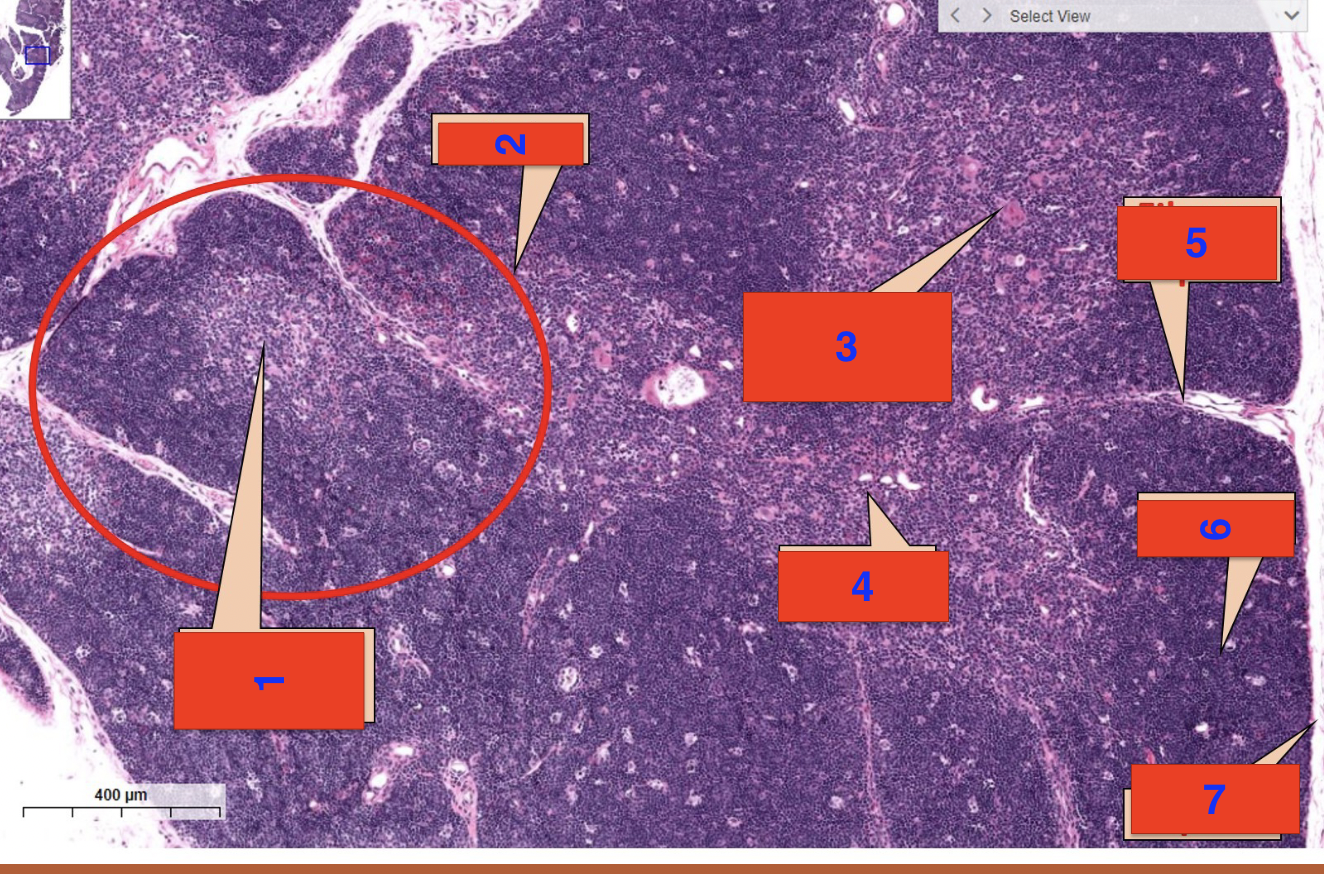 <p>2?</p>