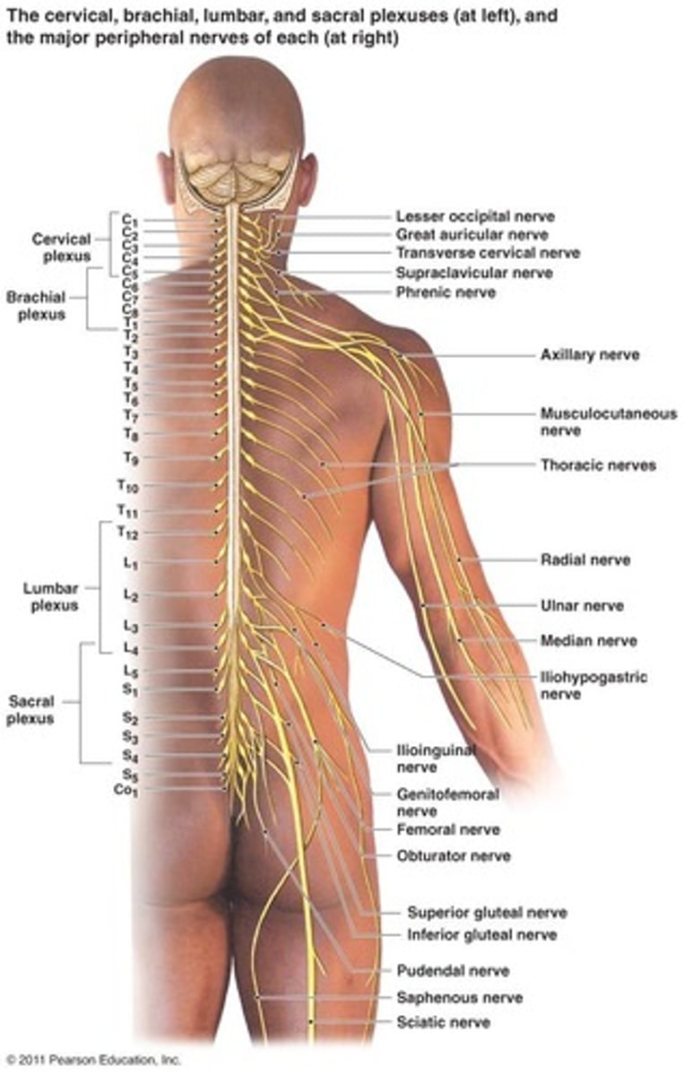 <p>(D) Protection</p><p>The following are functions of the nervous system:</p><p>Sensory</p><p>Motor Control --Skeletal Muscle</p><p>Autonomic -- Reflexes</p><p>Cognition</p><p>Emotions</p><p>Consciousness</p>