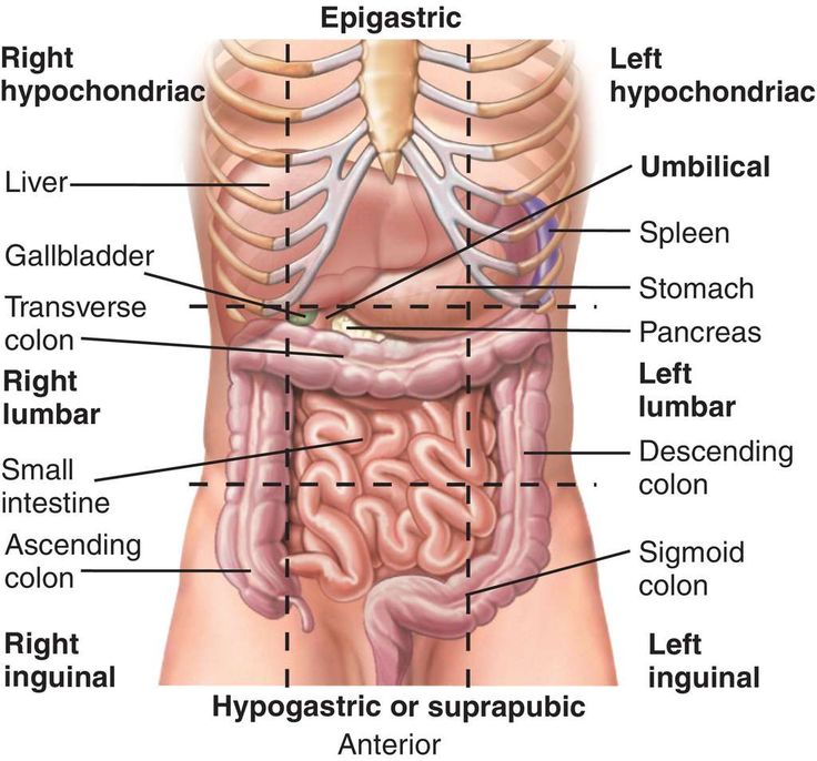 <p>combined abdominal and pelvic cavities that extend from the diaphragm to the pelvic floor, housing organs like the stomach, liver, kidneys, and reproductive organs.</p>
