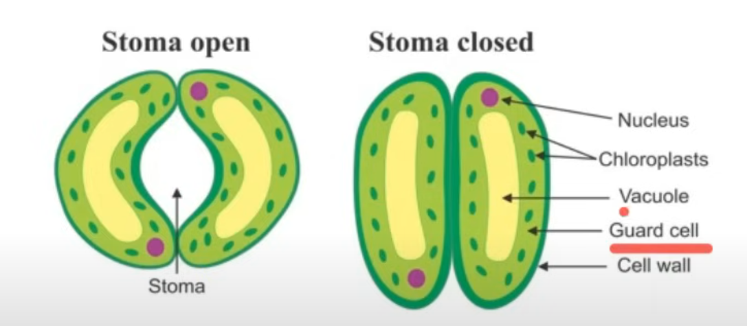 <p>Guard cells surround the stomata. It controls what enters and leaves the </p>