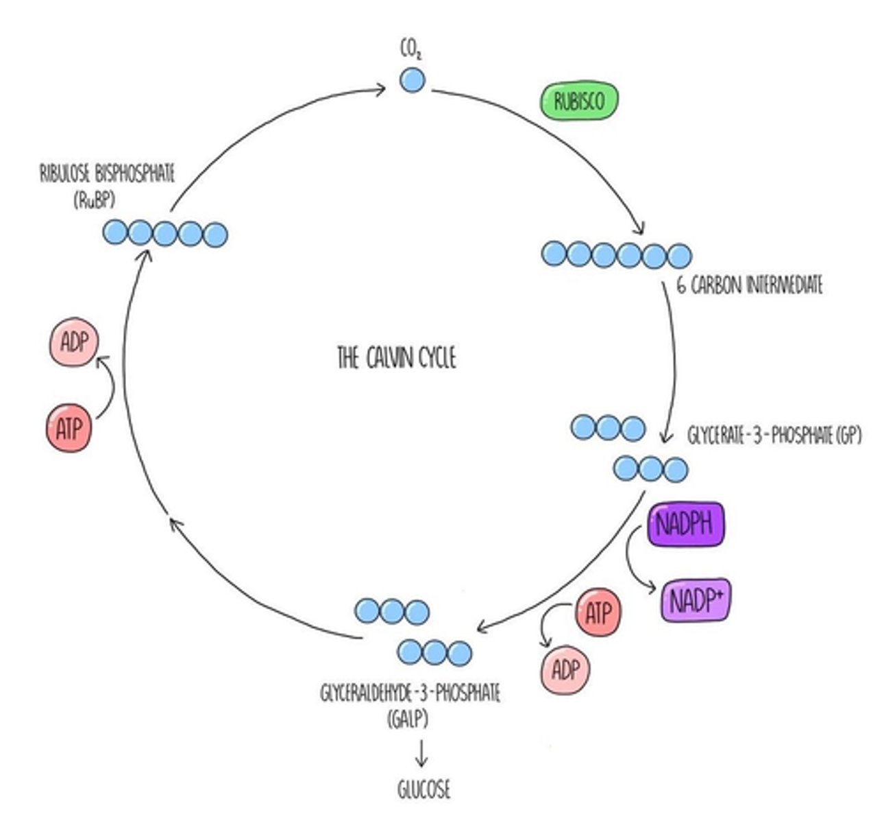 knowt flashcard image