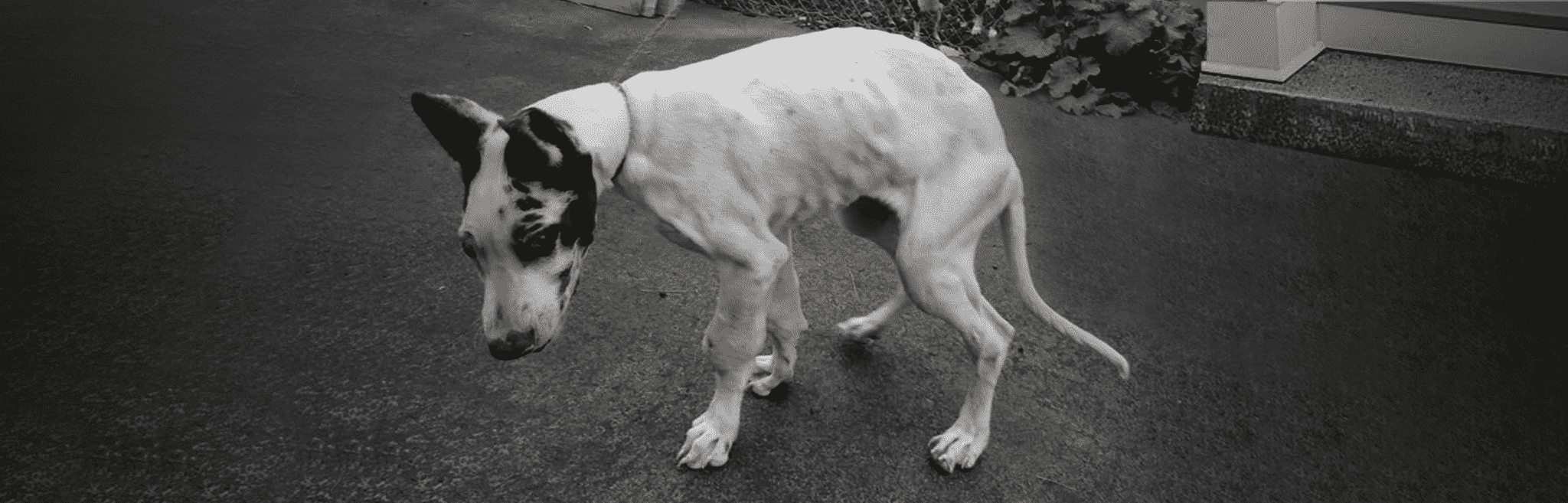 <p>Systemic involvement is common (pyrexia, anorexia, pain, arched back, reluctance to move), diarrhoea may be present. Cranial bowing of forelegs &amp; valgus deformity of carpus is common to develop. (characterised by ↓ blood flow → failure of ossification → necrosis → inflammation of spongy bone).</p>
