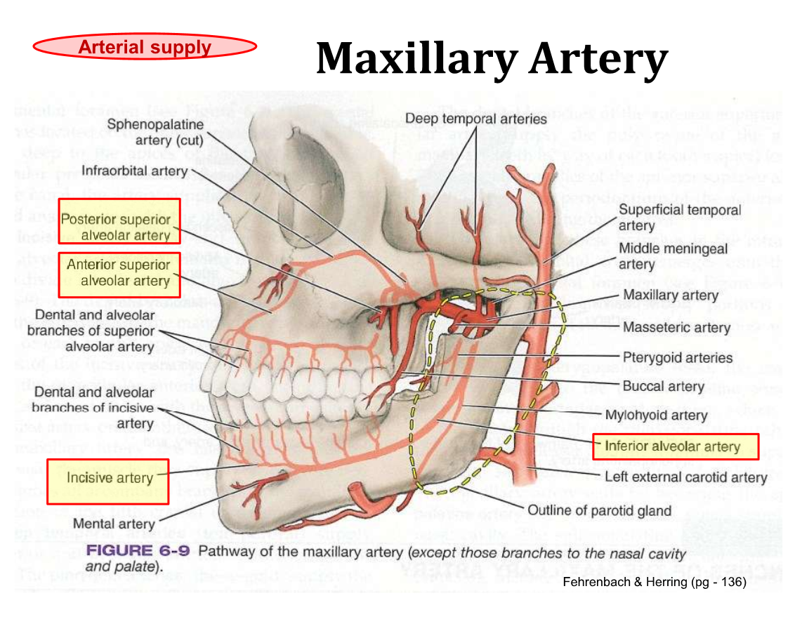 <p>Posterior superior alveolar artery </p><p>Anterior superior alveolar artery </p><p>incisive artery </p><p>inferior alveolar artery </p>