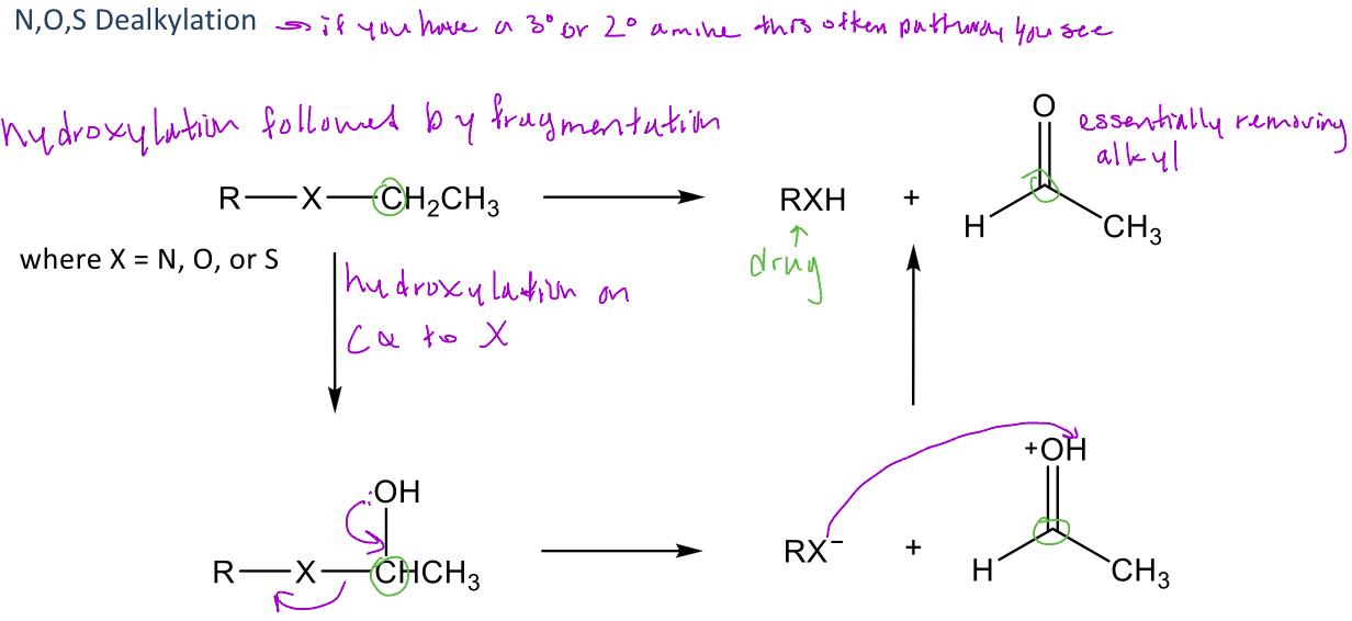 <p>A type of reaction in phase 1 metabolism where hydroxylation occurs at the carbon α to an X = N, O, or S (amine, ether, or thioether)</p><p>-This reaction follows a similar format to oxidative deamination: <em>hydroxylation followed by fragmentation</em></p><p>-When the groups separate, the compound with the X atom will remove hydrogen from the carbonyl formed</p><p>-Occurs w/ 3° amines more than 2° amines</p><p>-Can occur with amides</p><p>-Alkyl groups that are removed are <em>typically smaller</em> (methyl, ethyl, n-propyl, isopropyl, allyl, and benzyl groups)</p><p>Ex. escitalopram will undergo N-dealkylation at the 3° amine which will remove 1 methyl group as formaldehyde (creating S-desmethylcitalopram) but then that compound can be further metabolized through oxidative deamination into S-didesmethylcitalopram</p>