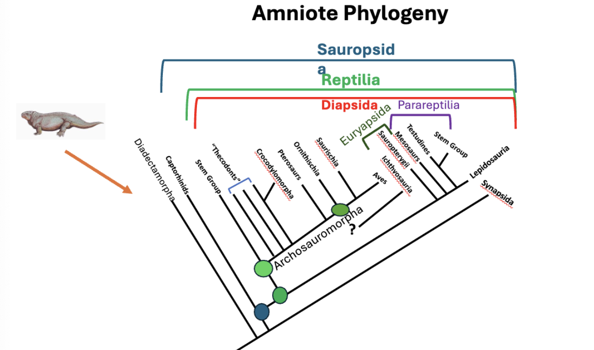 <ul><li><p>austro-south american, afro-south american</p><ul><li><p><strong>pleurodira=&nbsp;</strong>“side neck turtles”</p><ul><li><p>more vertebrae + long slender neck</p></li><li><p>can’t retract heads b/c neck too long</p><ul><li><p>curve neck around to hide head&nbsp;</p></li></ul></li><li><p>fully aquatic + carnivorous </p></li><li><p>long neck to reach out and grab fish prey + have evolved suction feeding </p></li></ul></li></ul></li><li><p>americas + europe, australasia&nbsp;</p><ul><li><p><strong>cryptodira</strong></p><ul><li><p>variety of diets + locations where they live (more ecologically diverse)</p></li><li><p>many in US: semi-aquatic or fully terrestrial </p></li><li><p>turtles + tortoises (more dome shaped shell, live in drier enviornment)</p></li></ul></li></ul></li></ul><p></p>