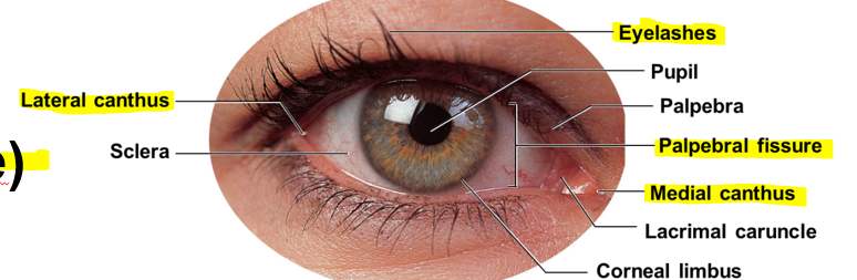 <p>Palpebral fissure</p>
