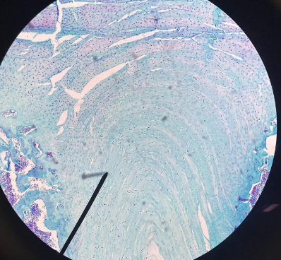 <p>Tissue locations</p>