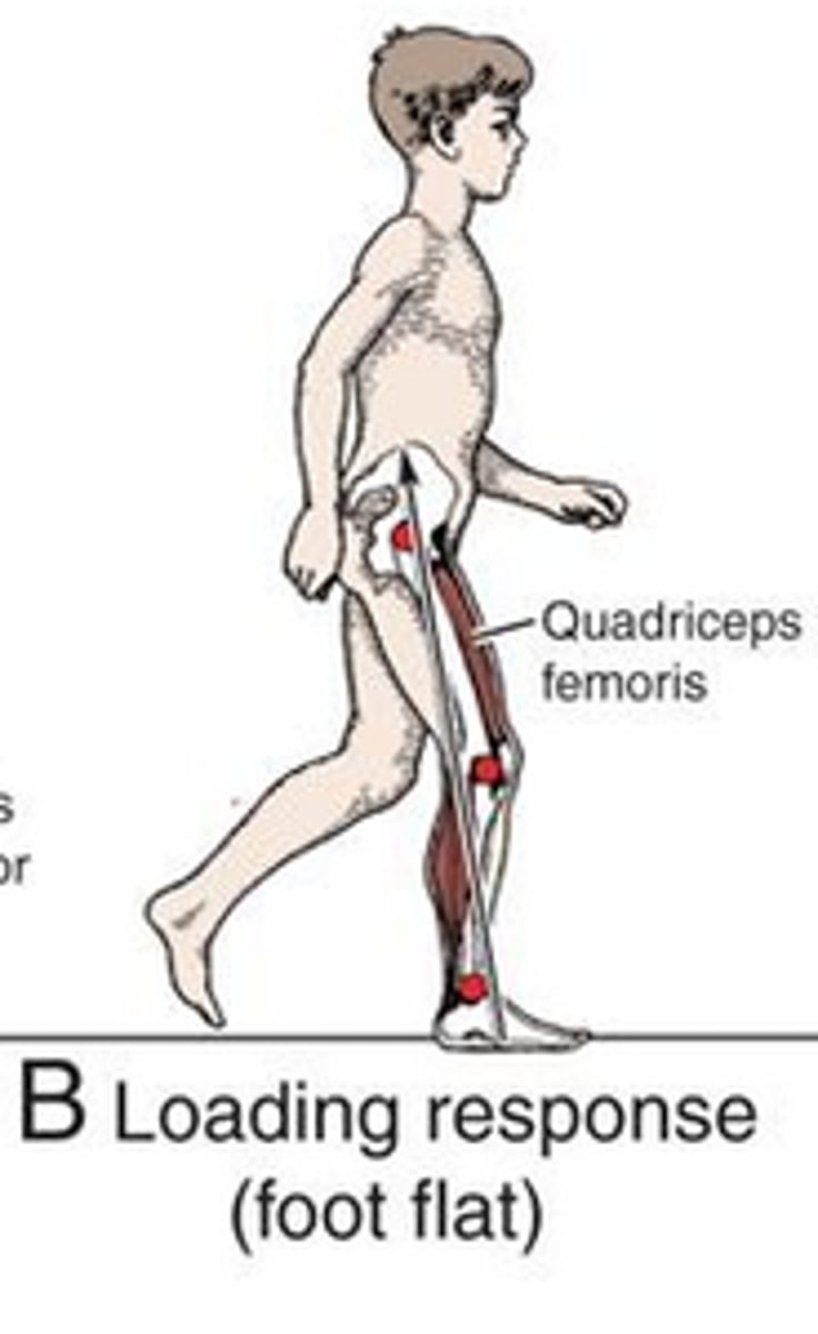 <p>entire foot contacts the ground</p>