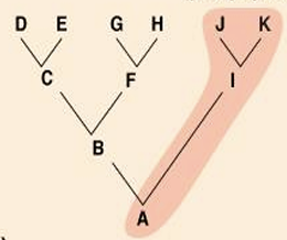 <p>What type of taxon is this?</p>