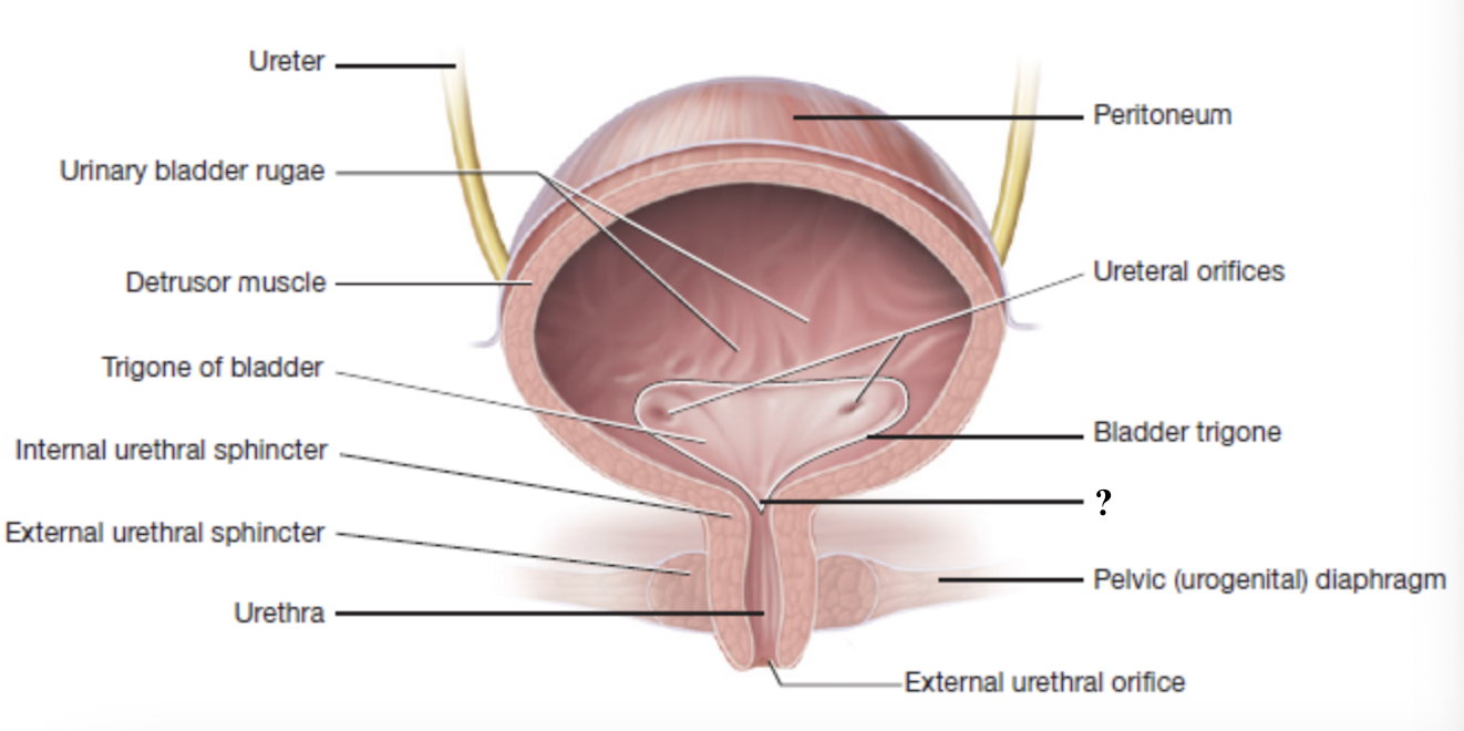 <p>opening at the bottom of the trigone that marks the start of the urethra and the point where urine leaves the bladder</p>