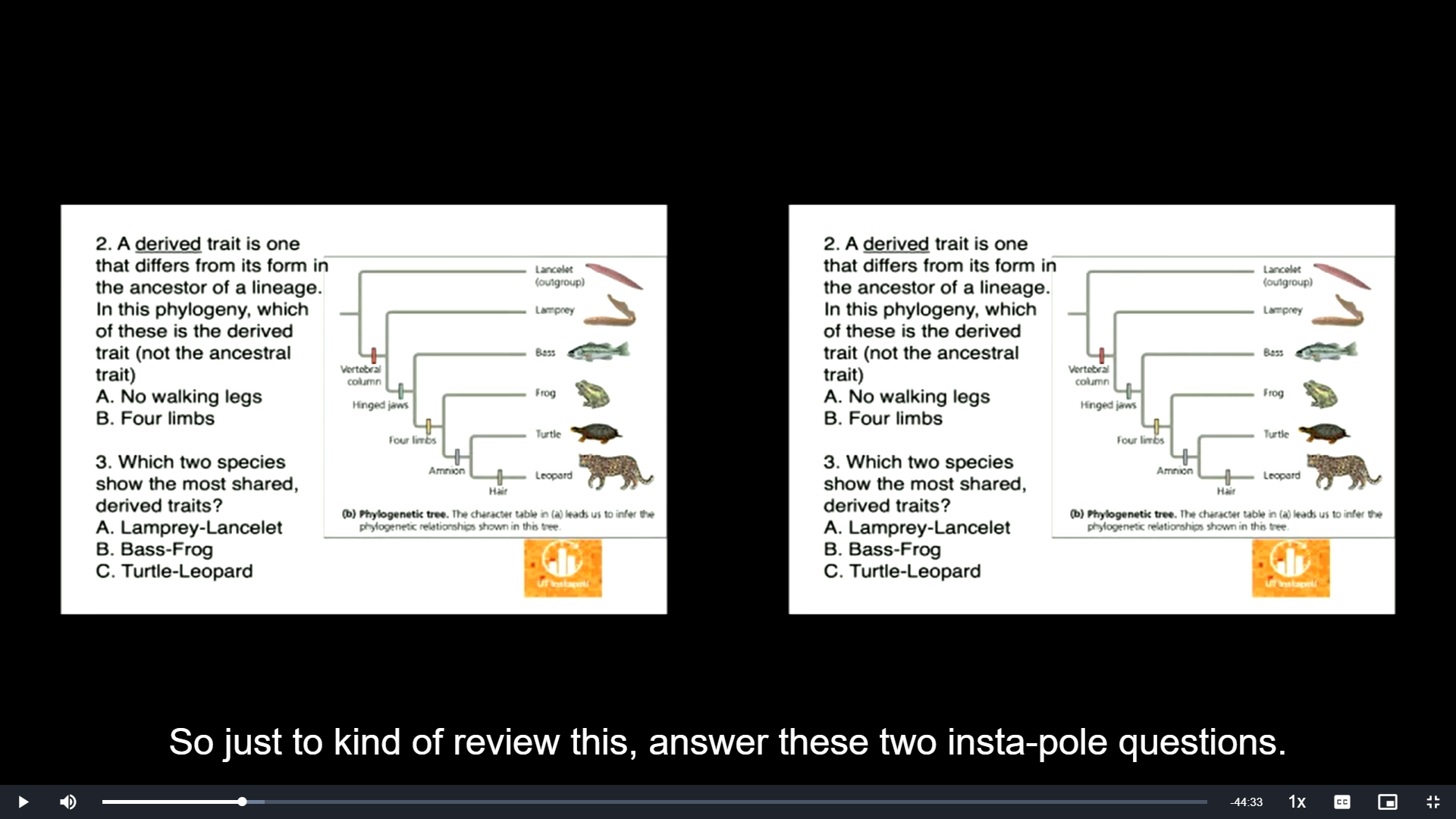 Which two species show the most shared, derived traits?

A. Lamprey-Lancelet
B. Bass-Frog
C. Turtle-Leopard