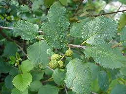 green alder