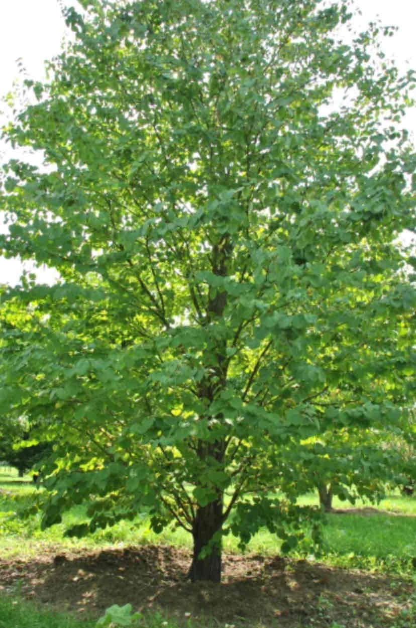 <p>CercidophyllUM japonicUM, Katsura, Cercidiphyllaceae</p>