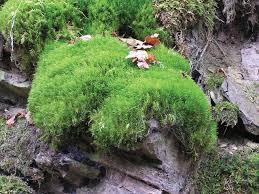 <p>do not have true leaves</p><p>true stems </p><p>or true roots.</p><p>Nutrients and water are absorbed across the entire plant body</p>