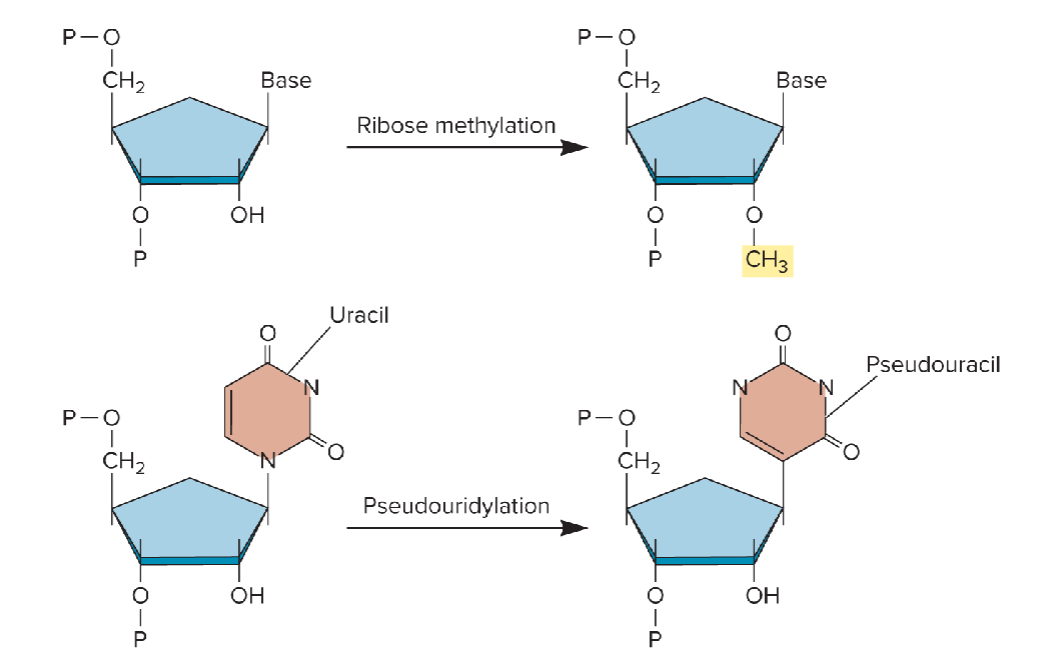 <p>Non-coding RNAs: Effects of RNA modifications</p>