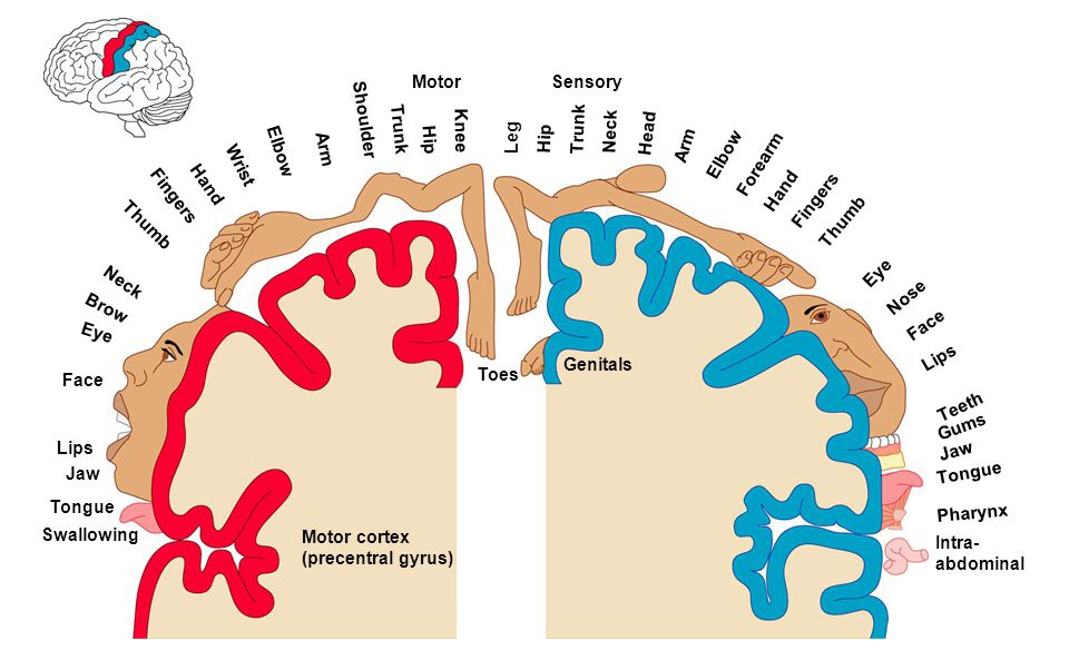 <ul><li><p><span><strong><span>General Interpretative (Gnostic) Area:</span></strong><span> integrates input from visual, auditory, and tactile senses into a common thought.</span></span></p></li><li><p><span><strong><span>Visual Association Area:</span></strong><span> interprets what is seen.</span></span></p></li><li><p><span><strong><span>Auditory Association Area:</span></strong><span> interprets sounds.</span></span></p></li></ul><p><span><strong><span>[Insert Diagram: Homunculus – motor &amp; sensory representation on cortex]</span></strong></span></p>