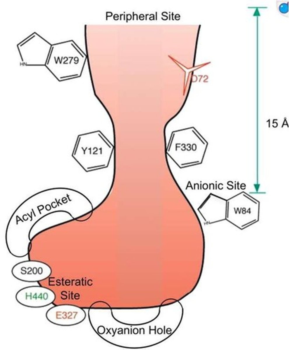 <p>Includes the side chains of Glu334, His447, and Ser203, which are involved in the enzyme's catalytic activity.</p>