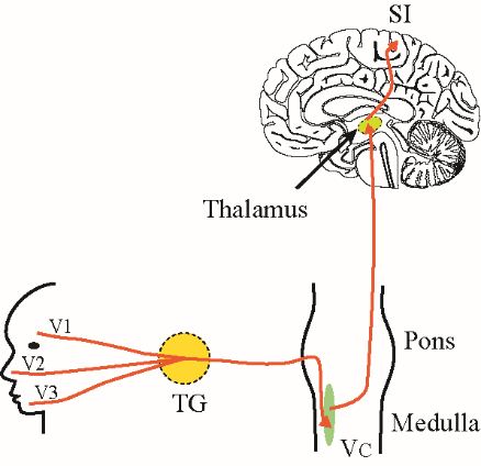 <ul><li><p>1st order: trigeminal ganglion</p></li><li><p>2nd order: transmit information to thalamus</p></li><li><p>3rd order: thalamus to cortical areas</p></li></ul><p></p>