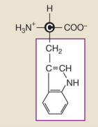 <p>Tryptophan (Nonpolar hydrophobic side chains)</p>