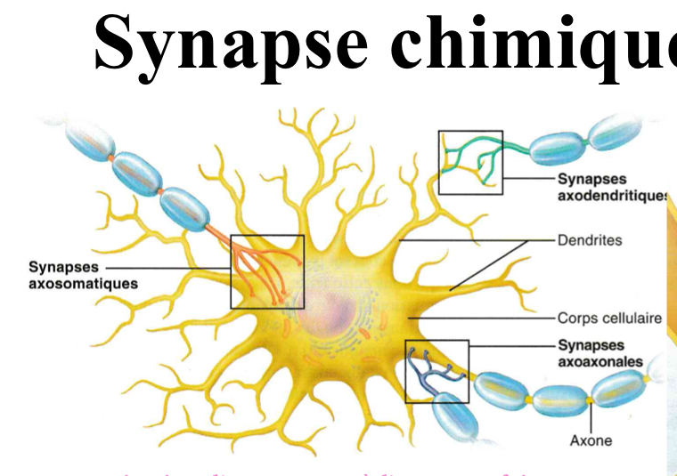 <p>vésicules crées dans l’axone avec neurotransmetteurs qui sont liberées pour former une autre axone.</p>
