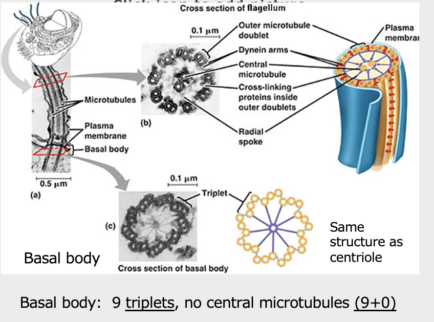 <p>Cilia (and flagella) are composed of ______</p><ul><li><p><span>9 pairs of circularly arranged microtubule <strong><u>doublets</u></strong></span></p></li><li><p><span>2 central microtubules <strong><u>(9+2)</u></strong></span></p></li><li><p><span>Linker proteins</span></p></li><li><p><span>Arise from basal body (nucleation site)</span></p></li></ul><p></p>