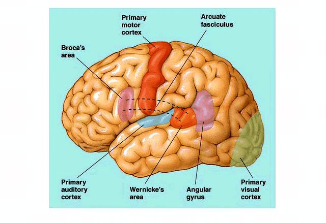 <p>what are the perisylvian regions? what are they responsible for?</p>