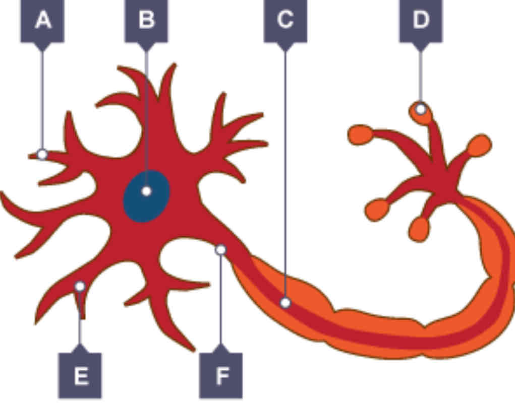 <p>Label the diagram </p>