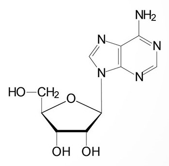 Which conformation is this nucleoside? Hint: It's favored in normal DNA.