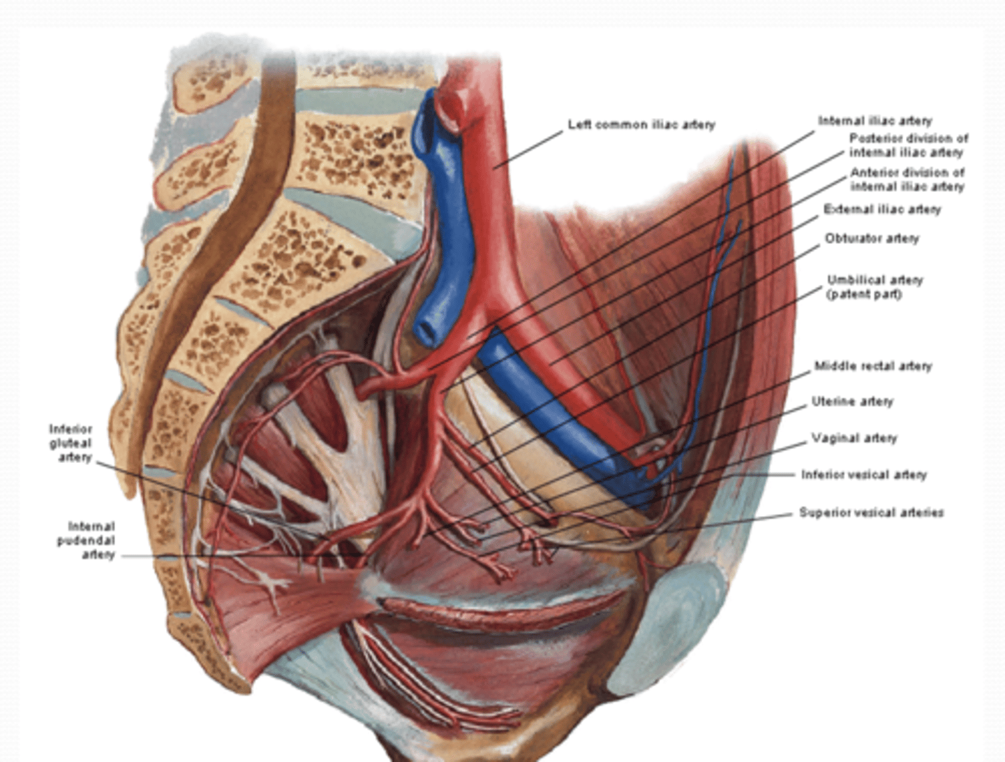 <p>What are the ANTERIOR division arteries of the pelvis? (9)</p>