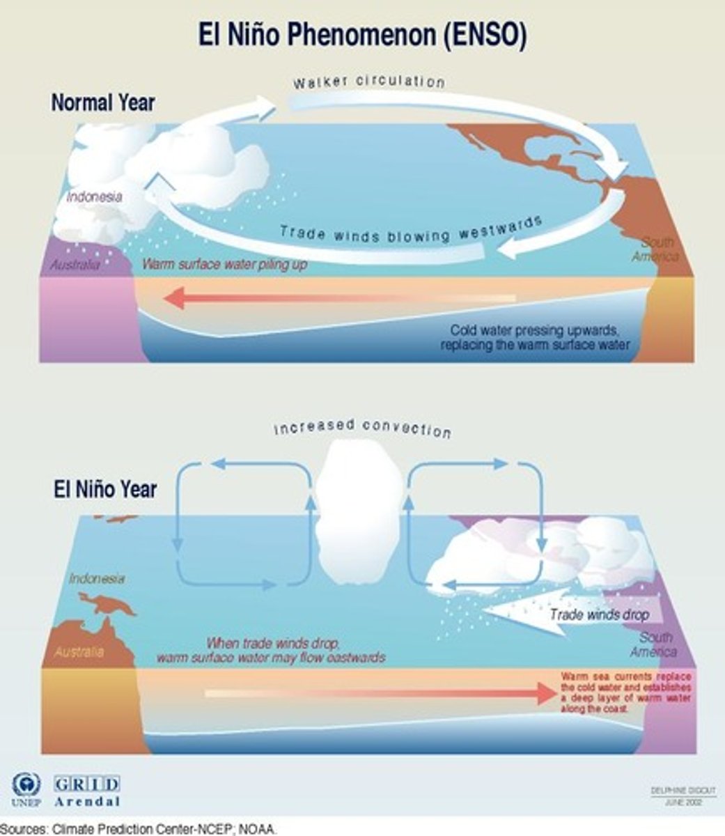 <p>Periodic changes in winds and ocean current in the Pacific. <strong>southern trade winds along the equator weaken or even reverse direction</strong>, blowing warm water east (towards the Americas) instead of west (away from them). Suppresses upwelling on the west coast of South America &amp; brings warm, rainy weather to the west coast of the Americas.</p>