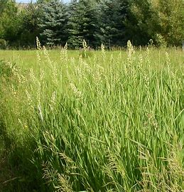 <p>sod-forming perennial</p>