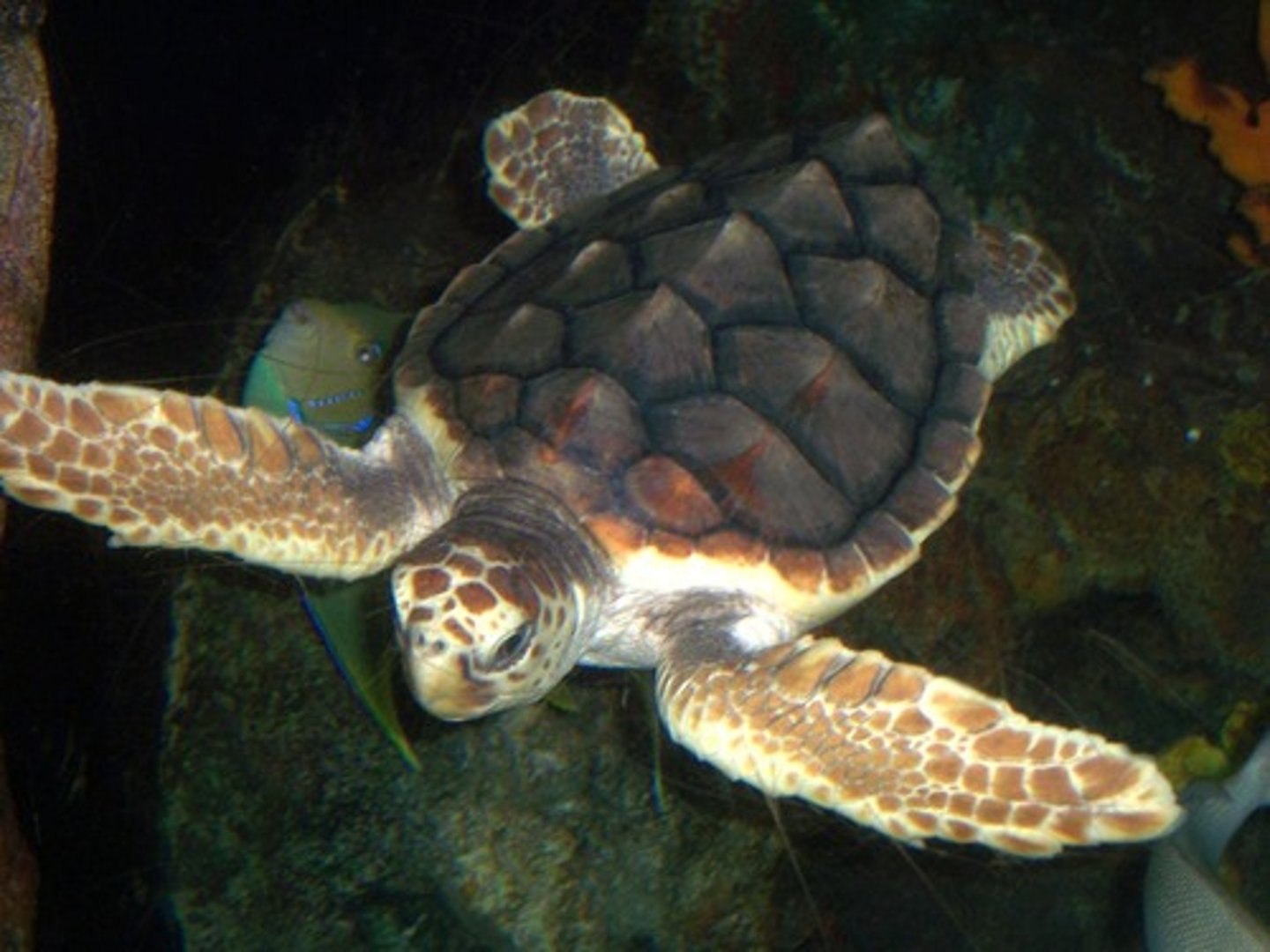 <p>Turtle species which migrates a long distance.</p>