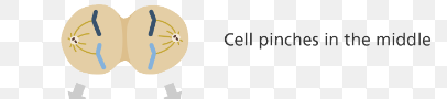 <p>telophase</p>