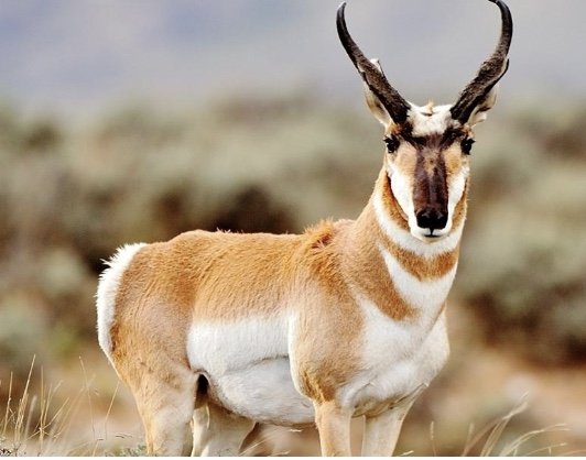 <p>Genus,species and habitat?</p>