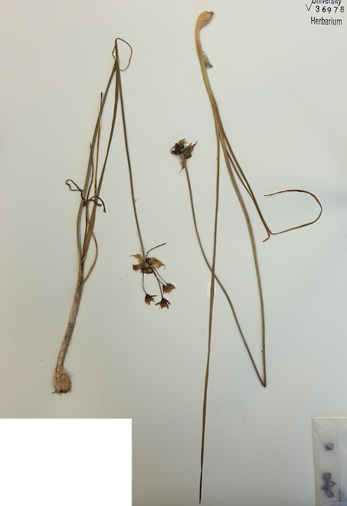 <p>Order? Family? Subfamily?&nbsp;</p>