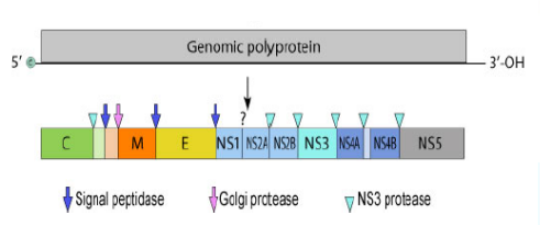 <ul><li><p>Non-segmented, single-stranded (+) RNA genome</p></li><li><p>10,794 ntbases long</p></li></ul><p></p>