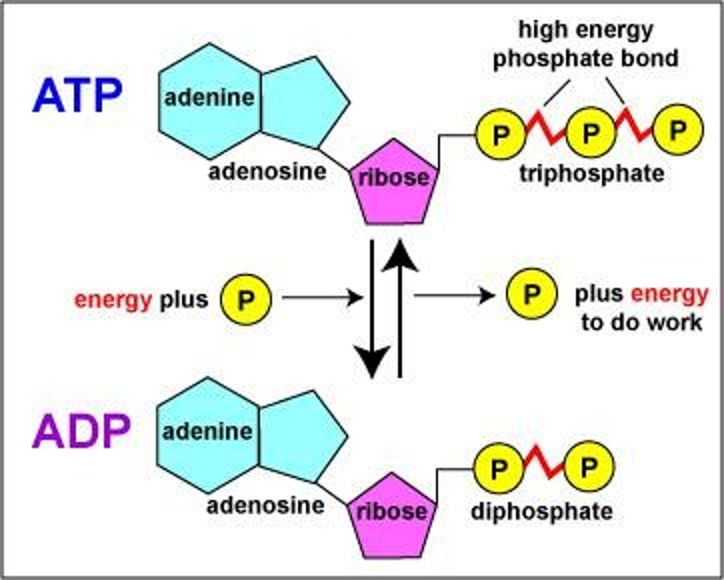 <p>Recycling of ADP to store energy.</p>