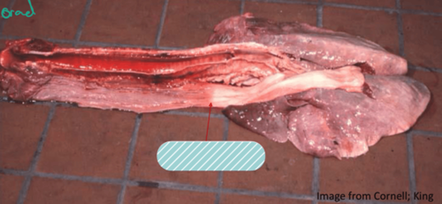 <p>Identify the pathology?</p>