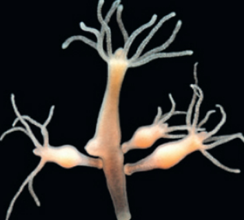 <p>a new individual develops while attached to the parent - offspring may break free from the parent - offspring may break free from the parent or remain attached to form a colony (ex: Hydra)</p>
