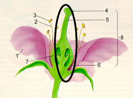 Swollen part of pistil that contains the ovule where the ova are produced